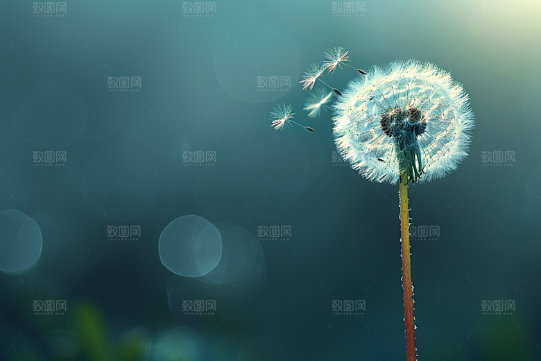 唯美蒲公英许愿清新素材