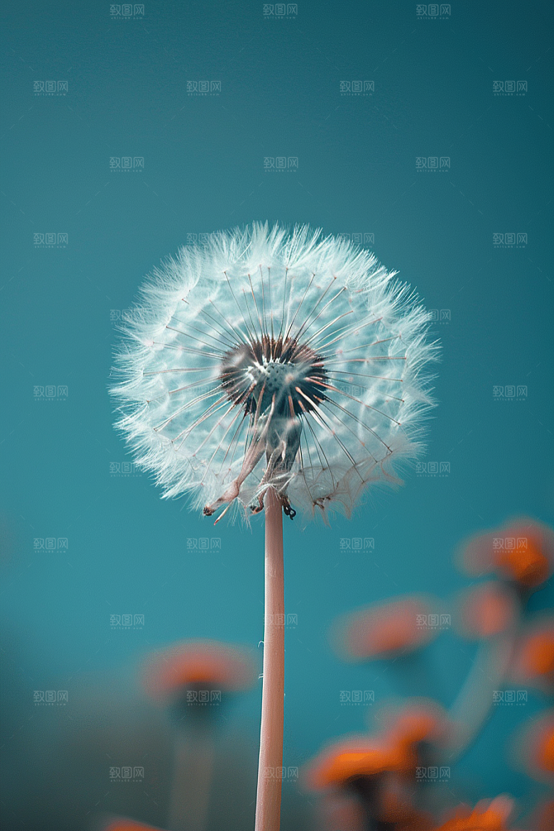 唯美蒲公英自然种子素材