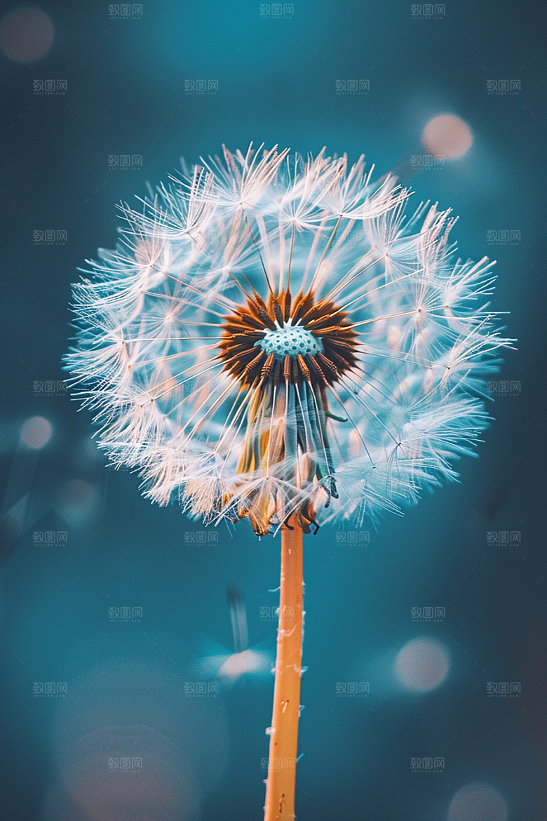唯美蒲公英清新象征自由素材