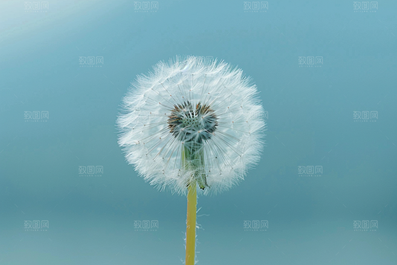 唯美蒲公英许愿清新素材