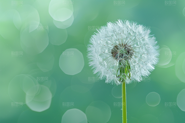 唯美蒲公英许愿清新素材