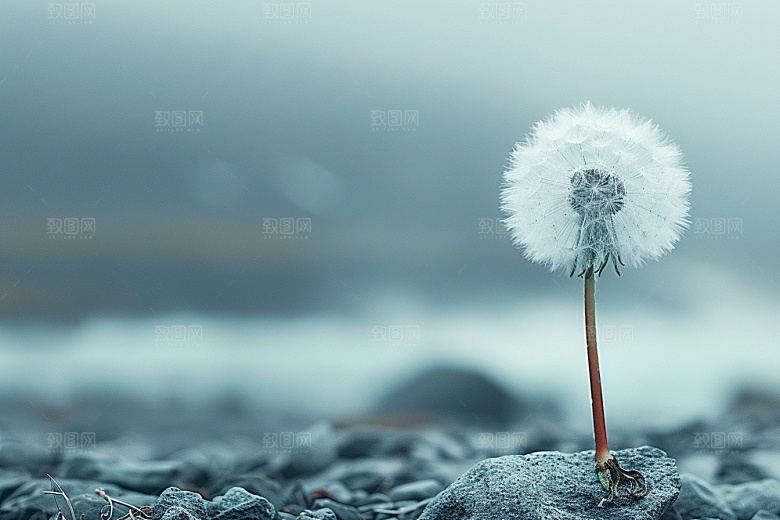 唯美蒲公英植物清新素材