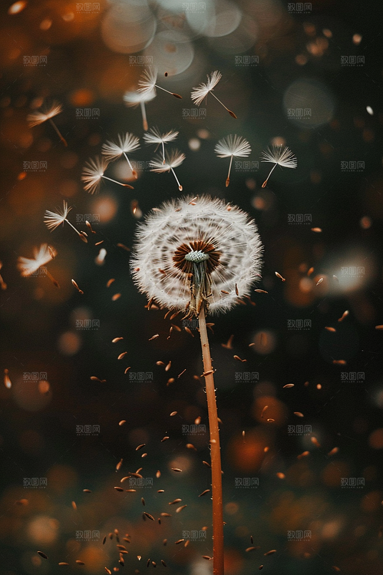 唯美蒲公英许愿随风飘散素材