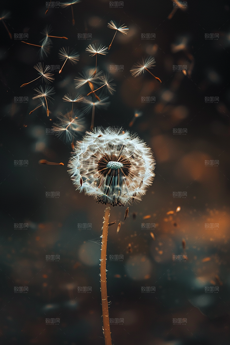 唯美蒲公英高清绽放素材