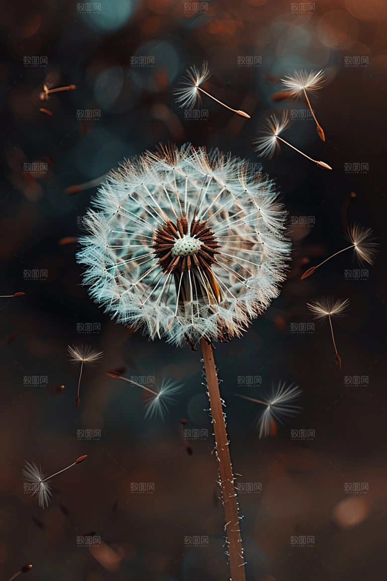 唯美蒲公英清新许愿素材
