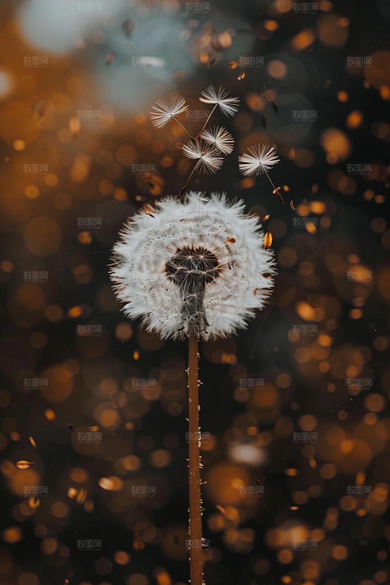 唯美蒲公英许愿清新素材