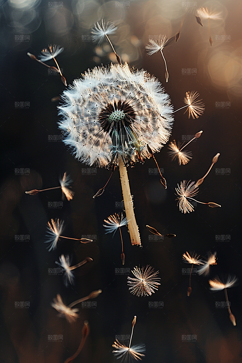 唯美蒲公英清新许愿素材