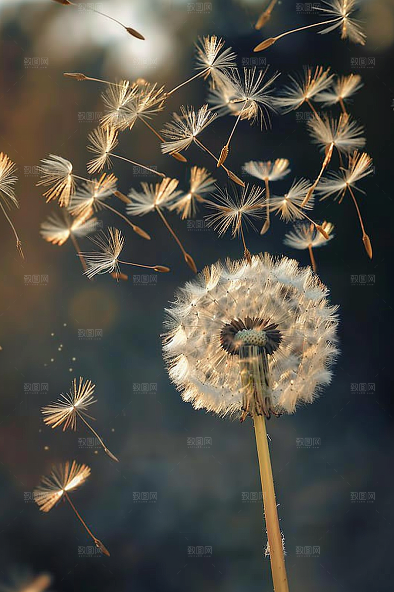 唯美蒲公英飞翔高清素材