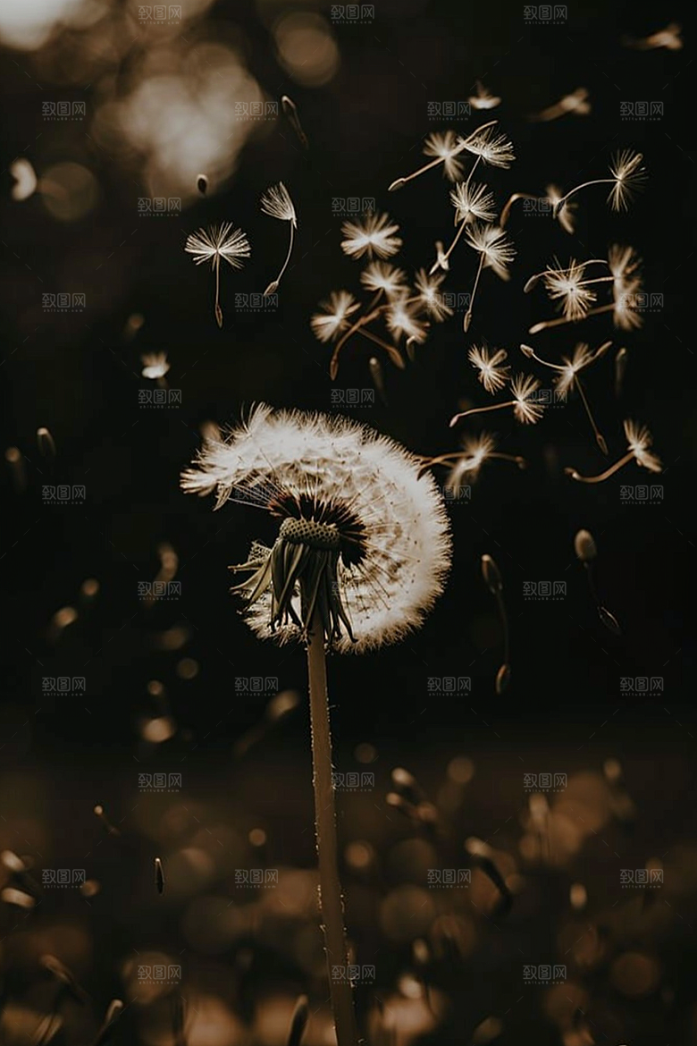 唯美蒲公英绽放自然素材