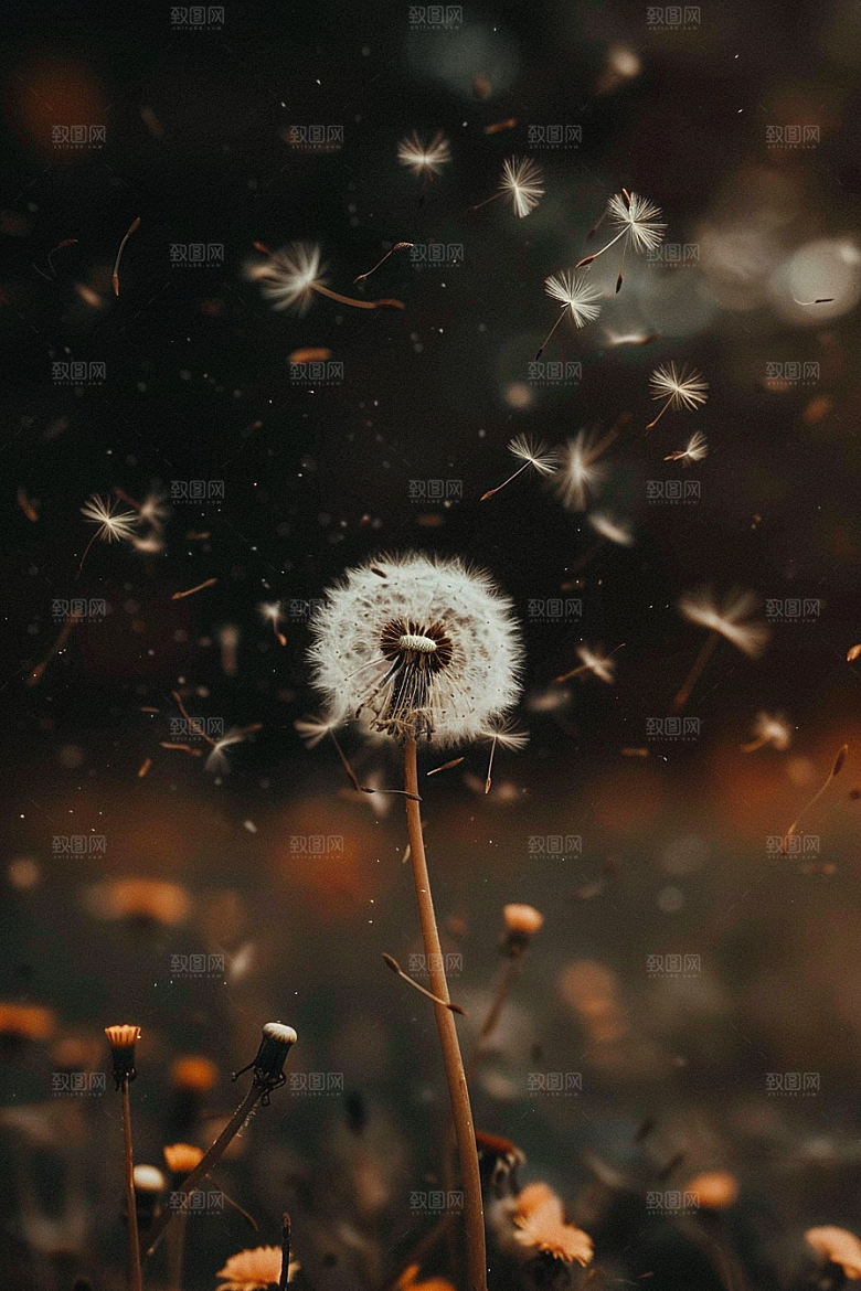 唯美蒲公英飞翔随风飘散素材