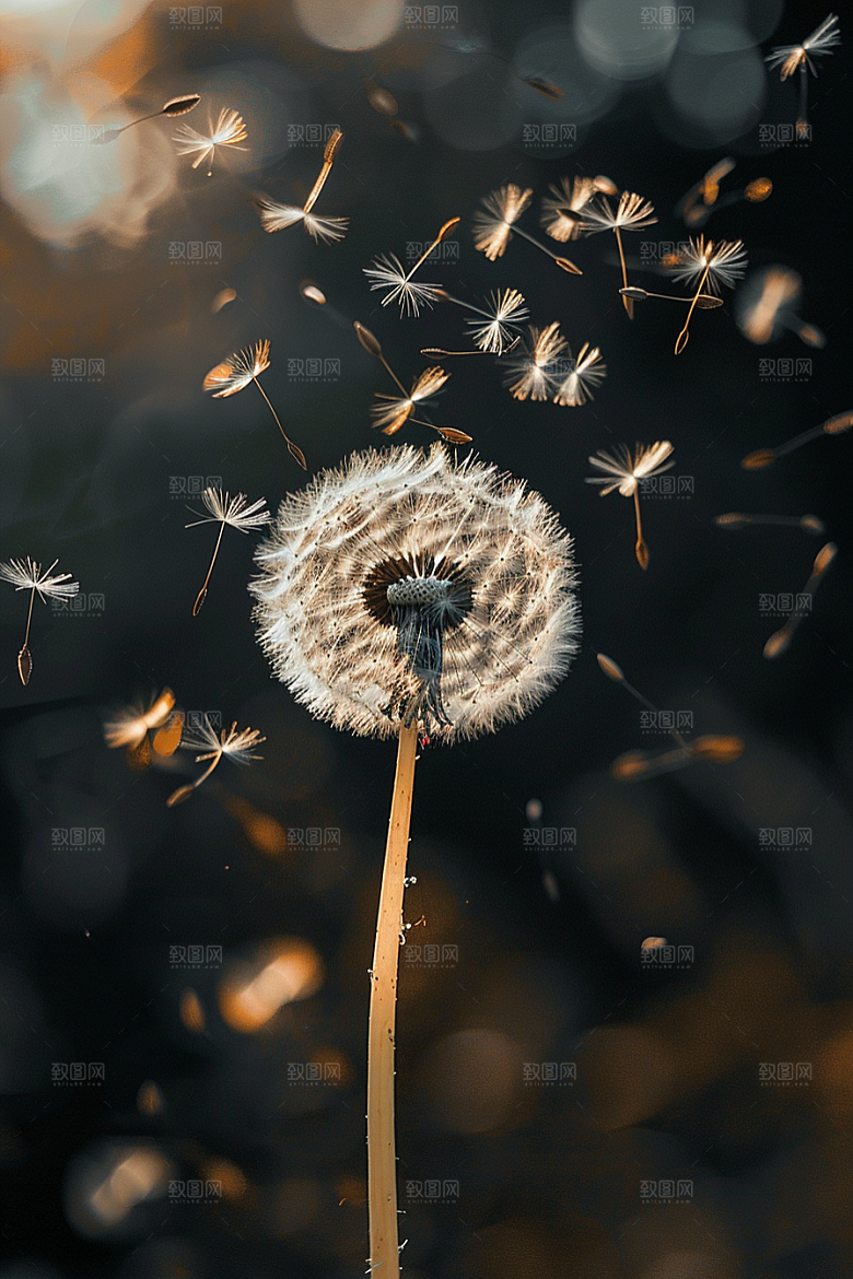 唯美蒲公英飞翔许愿素材