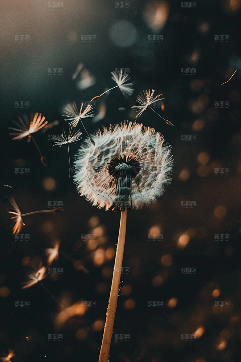 唯美蒲公英绽放随风飘散素材