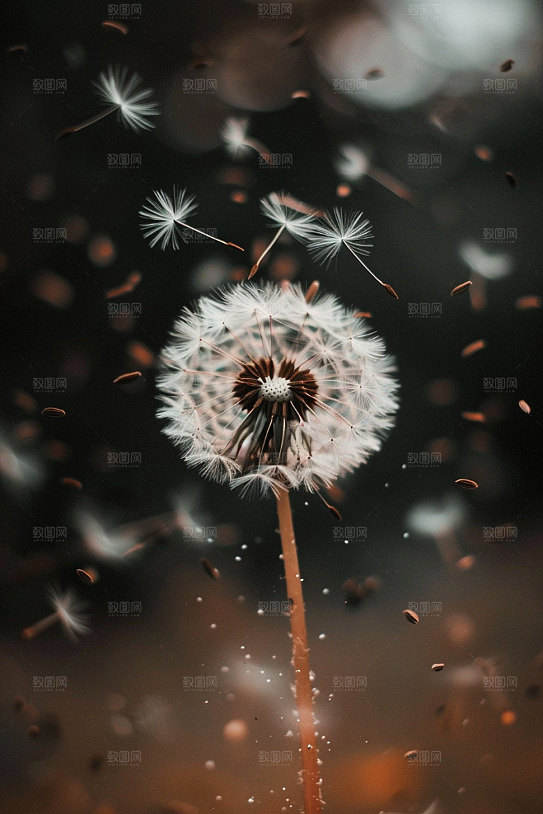唯美蒲公英植物清新素材