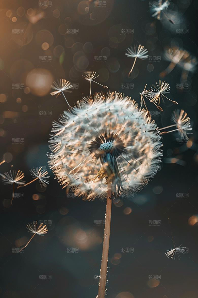 唯美蒲公英绽放高清素材