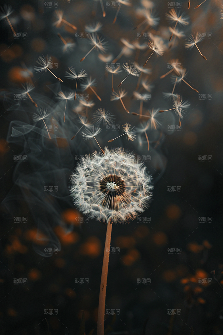 唯美蒲公英自然清新素材