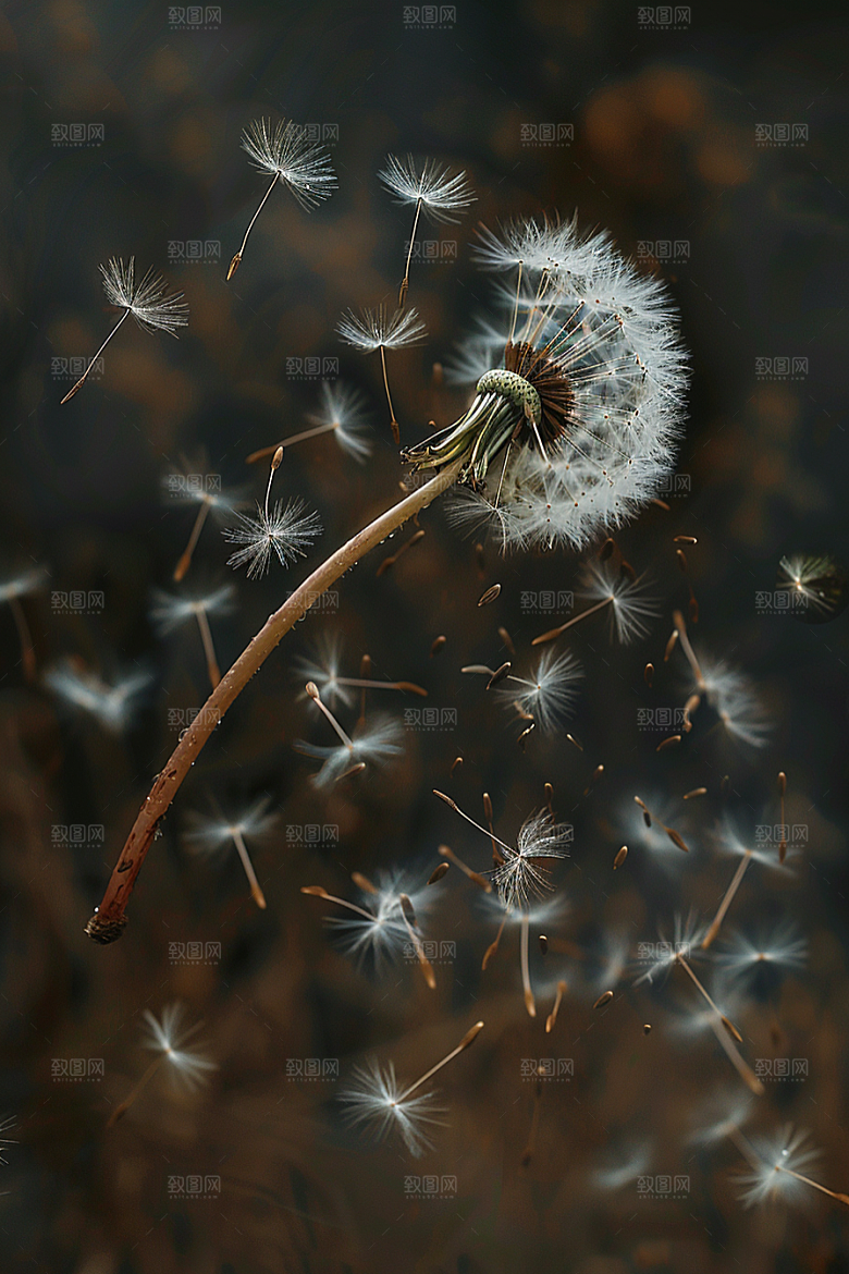 唯美蒲公英种子毛茸茸素材