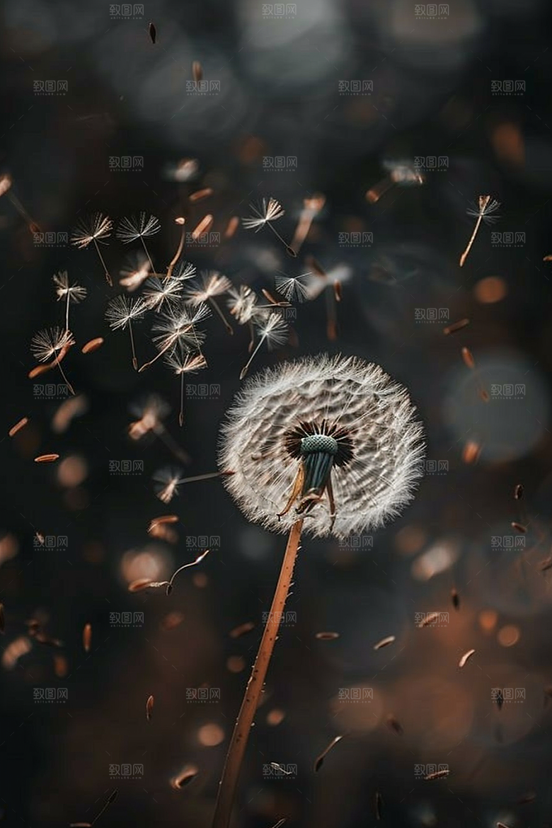 唯美蒲公英绽放种子素材