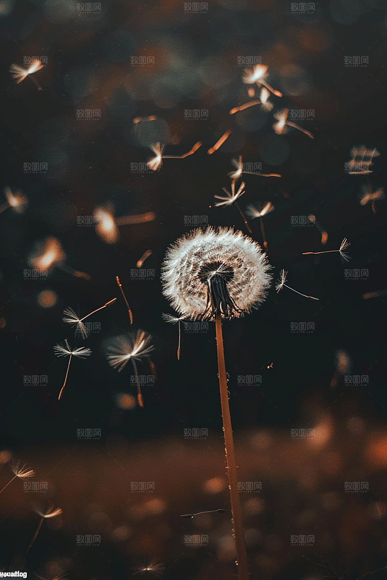 唯美蒲公英飞翔许愿素材