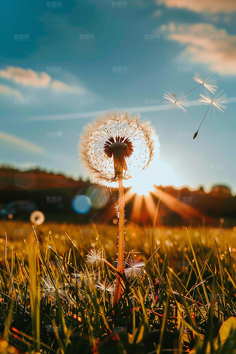 唯美蒲公英飞翔自然素材