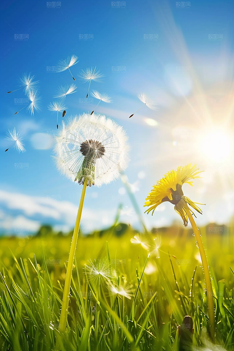 唯美蒲公英飞翔清新素材