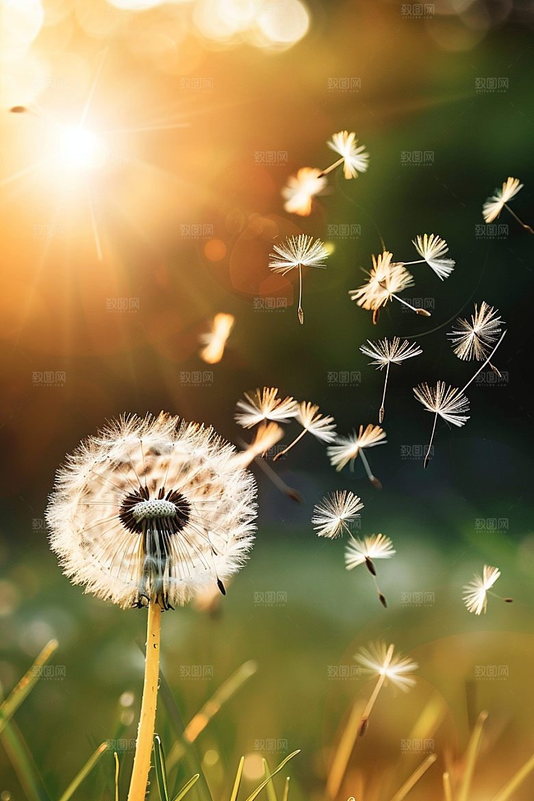 唯美蒲公英绽放种子素材
