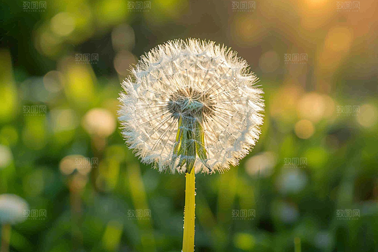 唯美蒲公英清新随风飘散素材