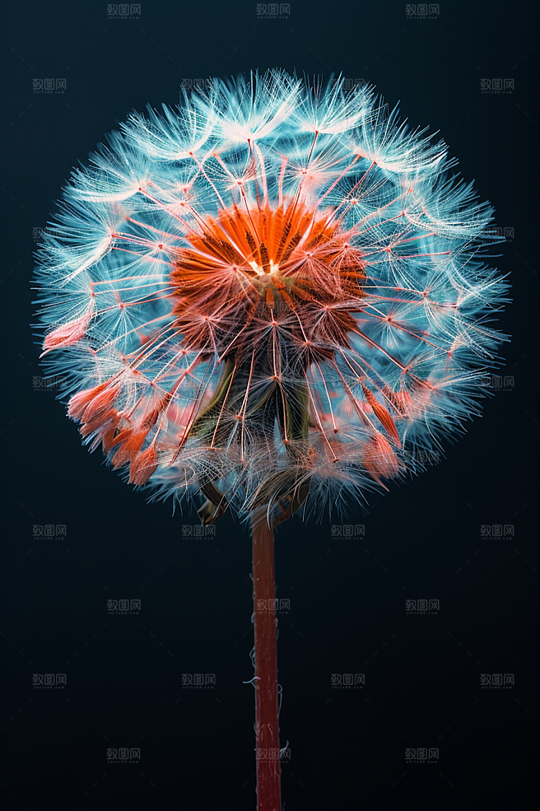 唯美蒲公英飞翔自然素材