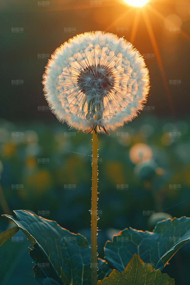 唯美蒲公英飞翔许愿素材