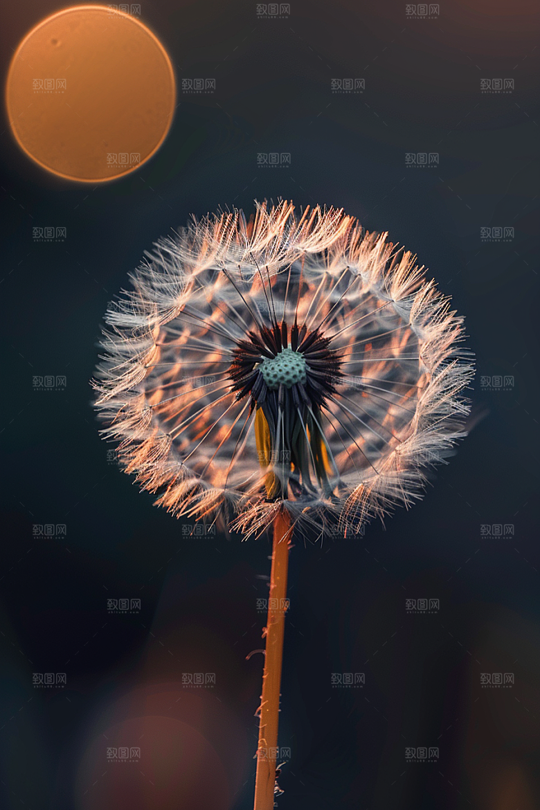 唯美蒲公英绽放高清素材