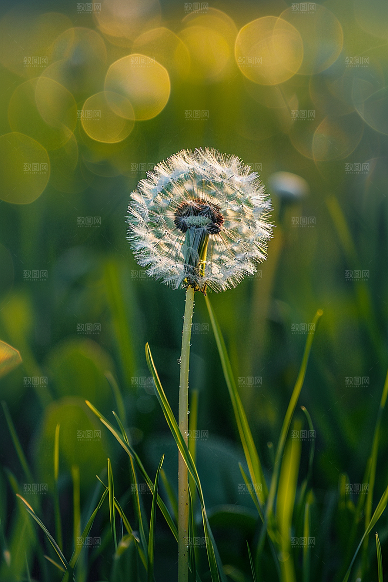 唯美蒲公英许愿自然素材
