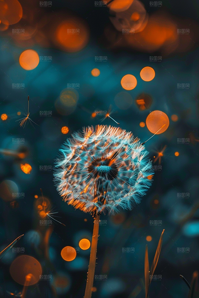 唯美蒲公英高清自然素材