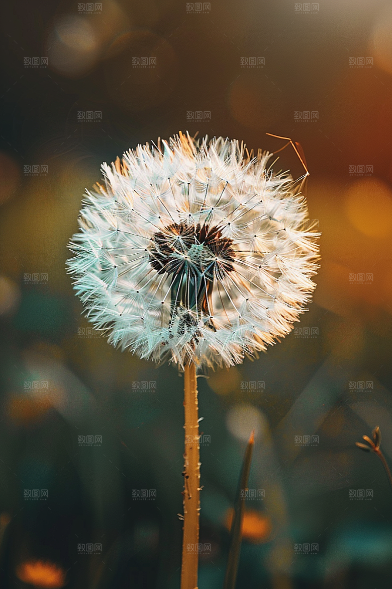 唯美蒲公英清新许愿素材