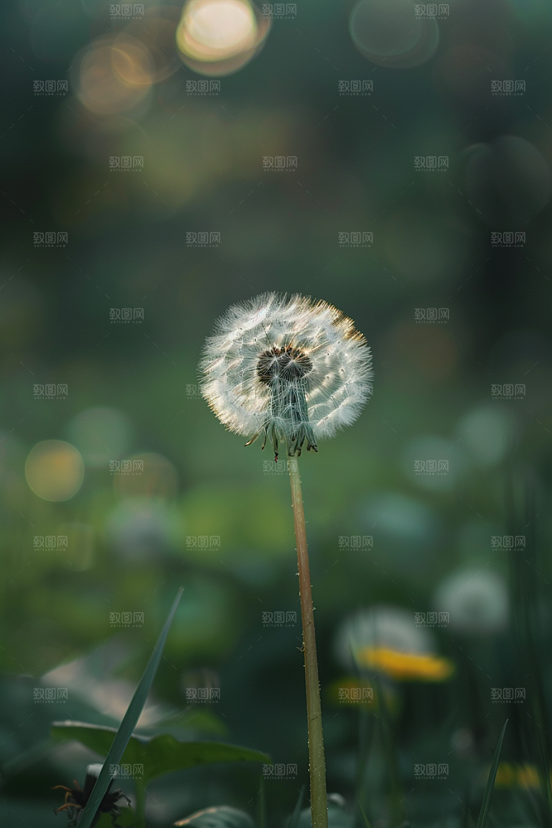 唯美蒲公英绽放飞翔素材