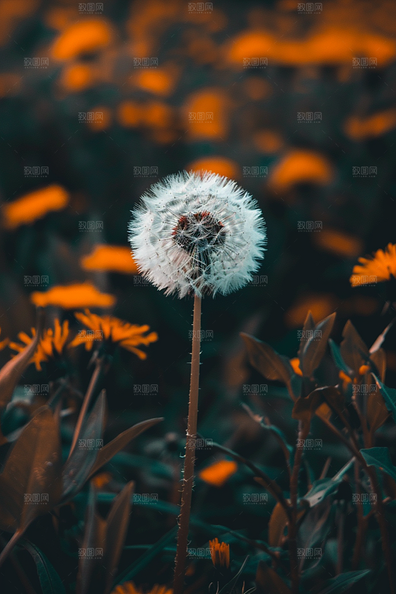 唯美蒲公英种子飞翔素材