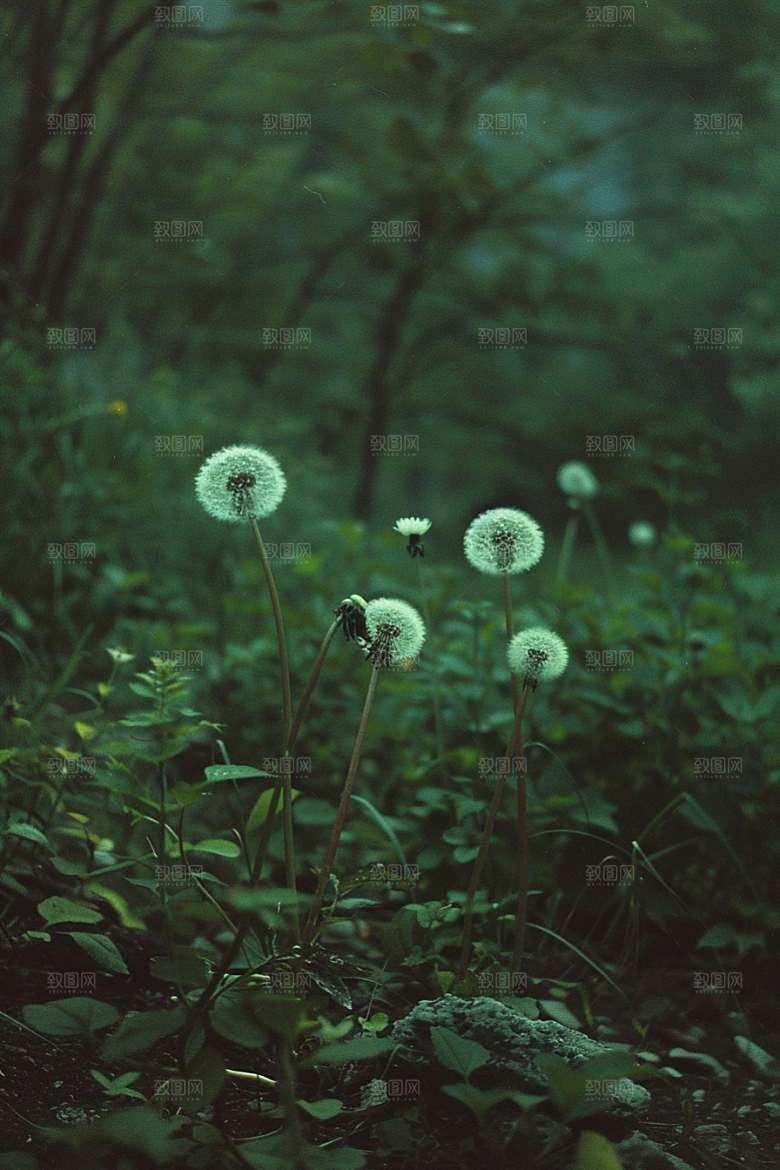 唯美蒲公英自然飞翔素材