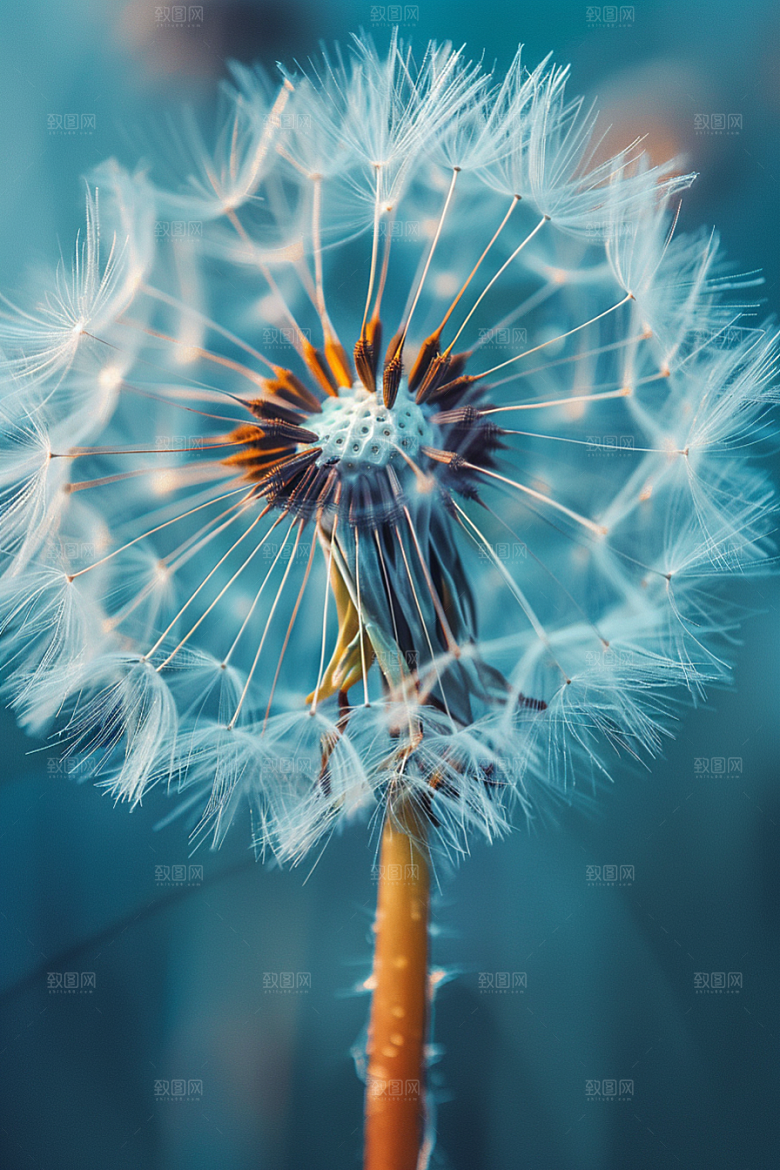唯美蒲公英许愿自然素材