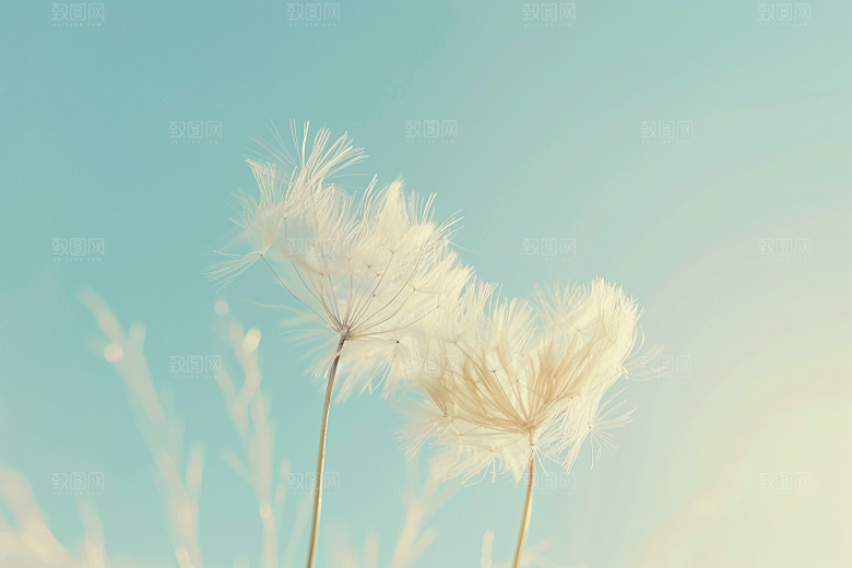 唯美蒲公英种子植物素材