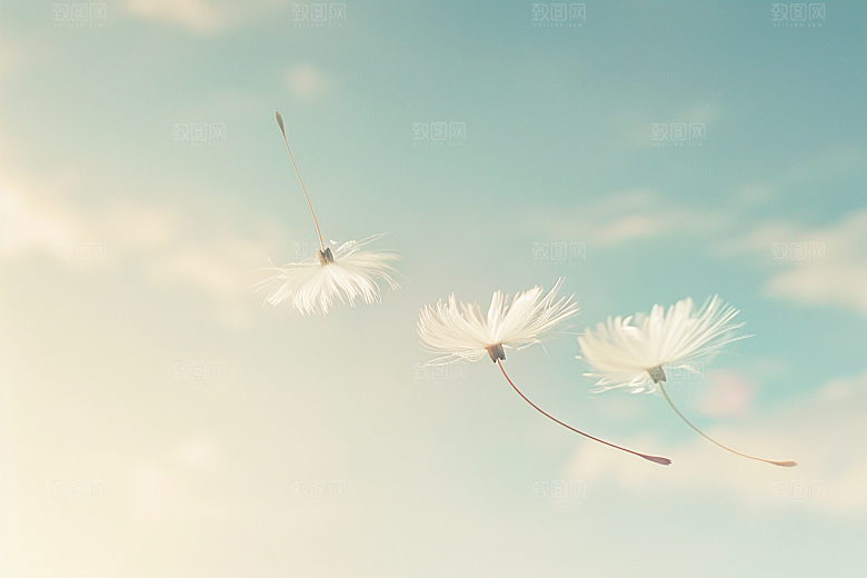 唯美蒲公英自然象征自由素材