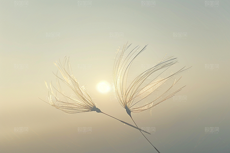唯美蒲公英自然象征自由素材