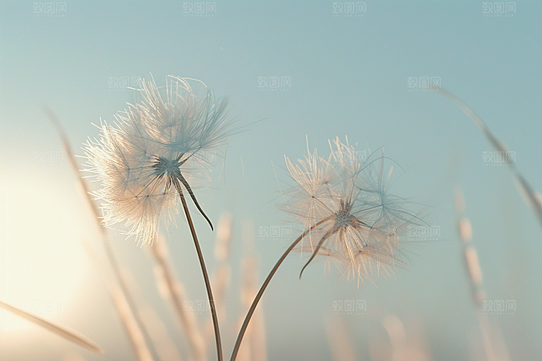 唯美蒲公英许愿象征自由素材