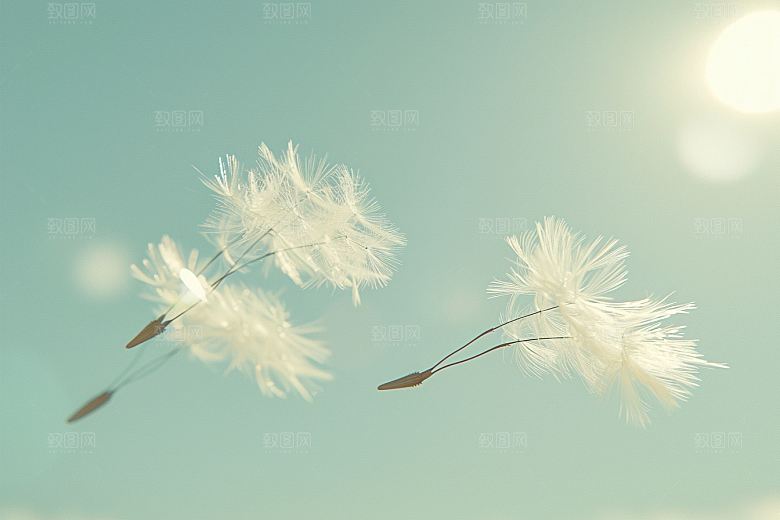 唯美蒲公英清新绽放素材