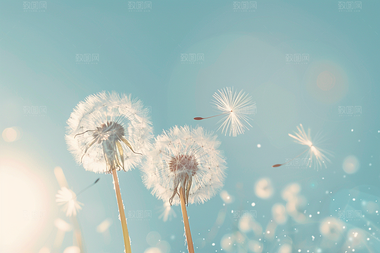 唯美蒲公英毛茸茸许愿素材