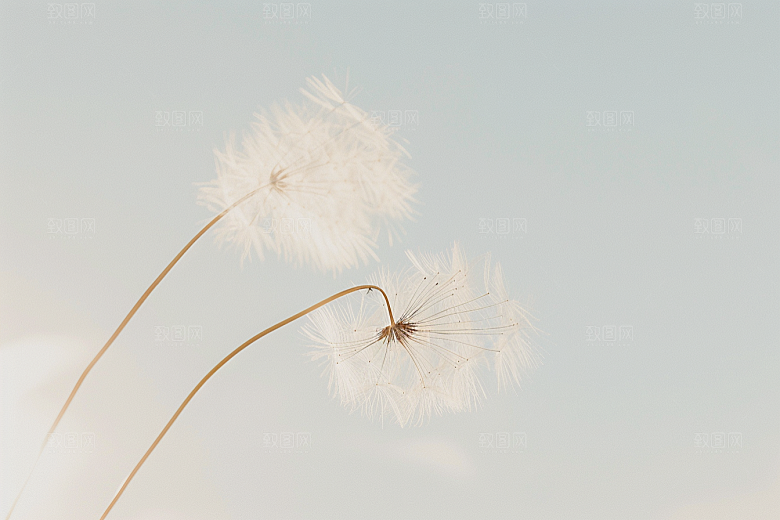 唯美蒲公英高清飞翔素材