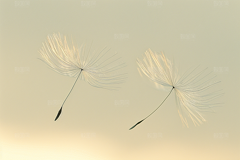 唯美蒲公英飞翔许愿素材