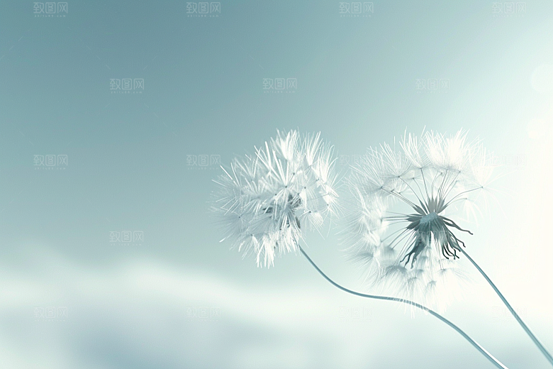 唯美蒲公英高清种子素材