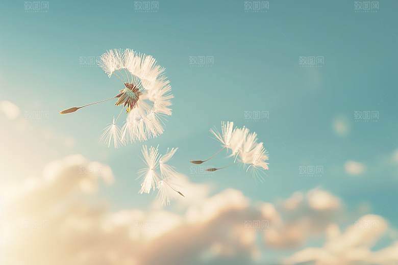 唯美蒲公英象征自由许愿素材