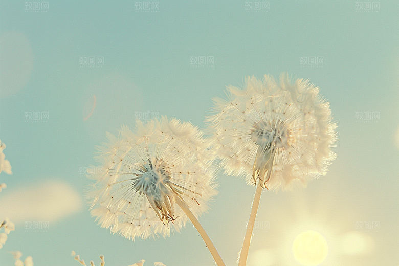 唯美蒲公英飞翔自然素材