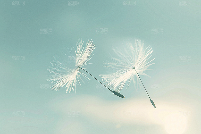 唯美蒲公英许愿清新素材