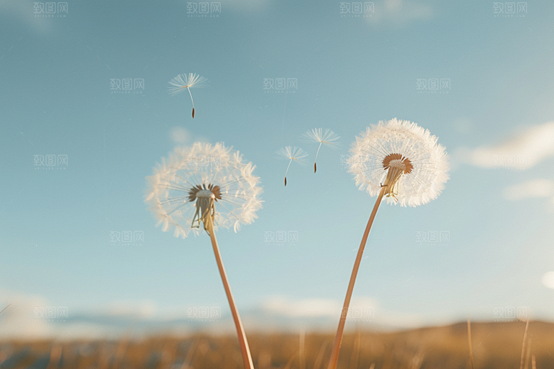唯美蒲公英自然象征自由素材