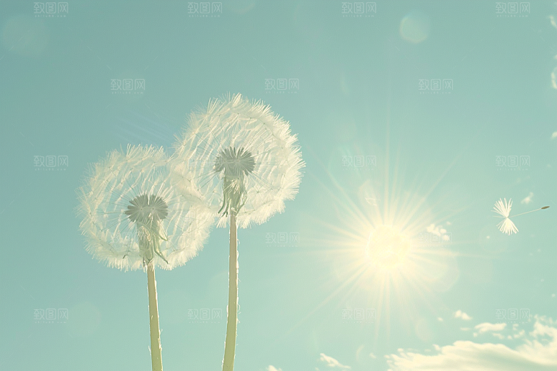 唯美蒲公英许愿绽放素材